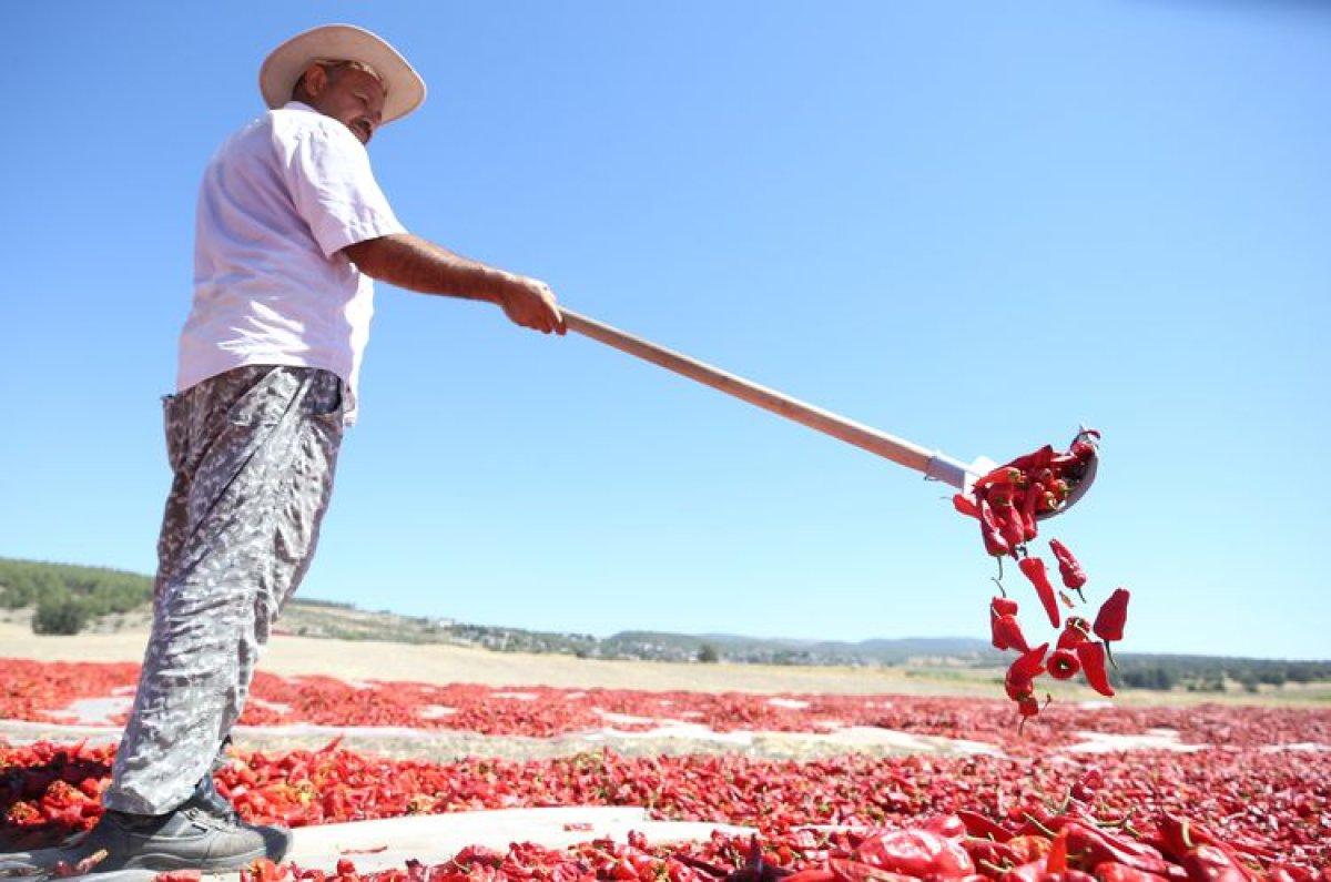 Gaziantep ve Kahramanmaraş arasında tescilli acı biber rekabeti
