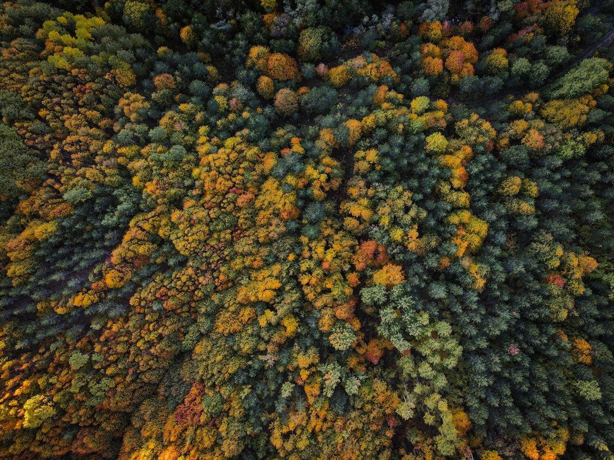 Domaniç Dağları sonbaharın renklerine büründü