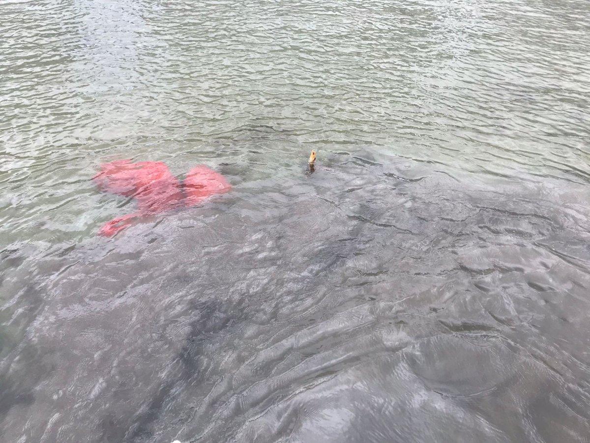 İstanbul'da midye avcıları yakalandı