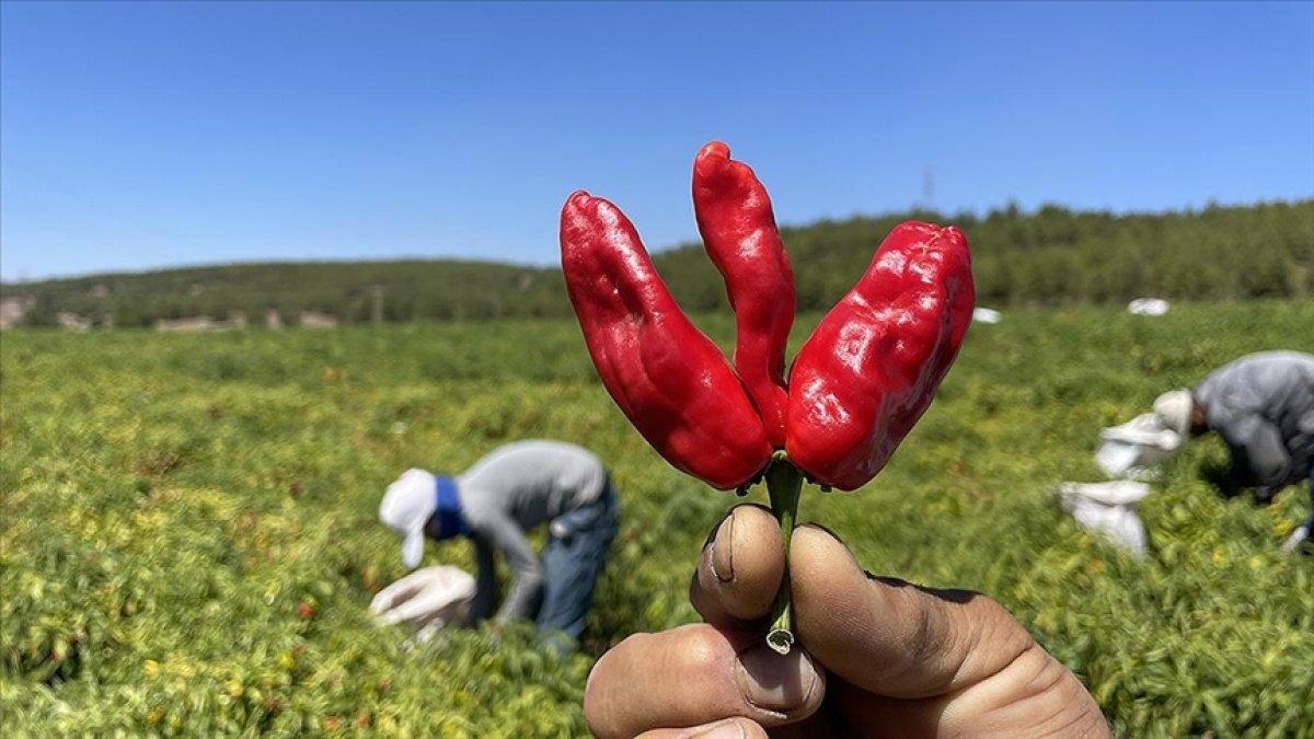 Gaziantep ve Kahramanmaraş arasında tescilli acı biber rekabeti