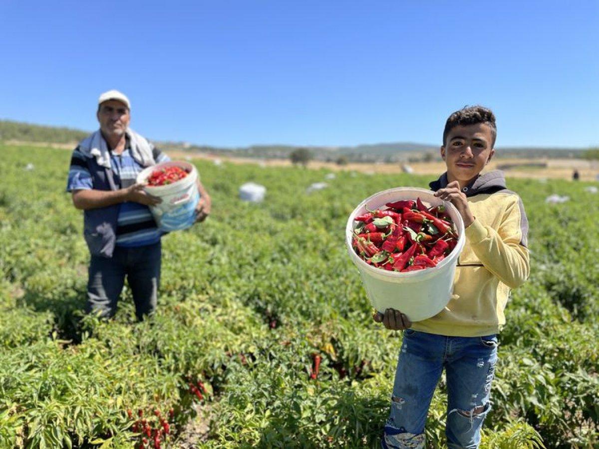Gaziantep ve Kahramanmaraş arasında tescilli acı biber rekabeti