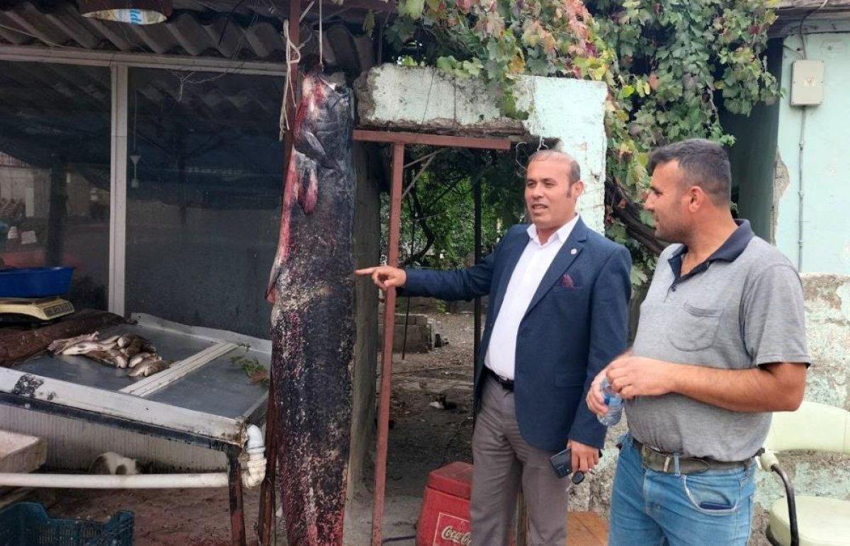 Osmaniye'de balıkçı ağına 75 kiloluk yayın balığı takıldı
