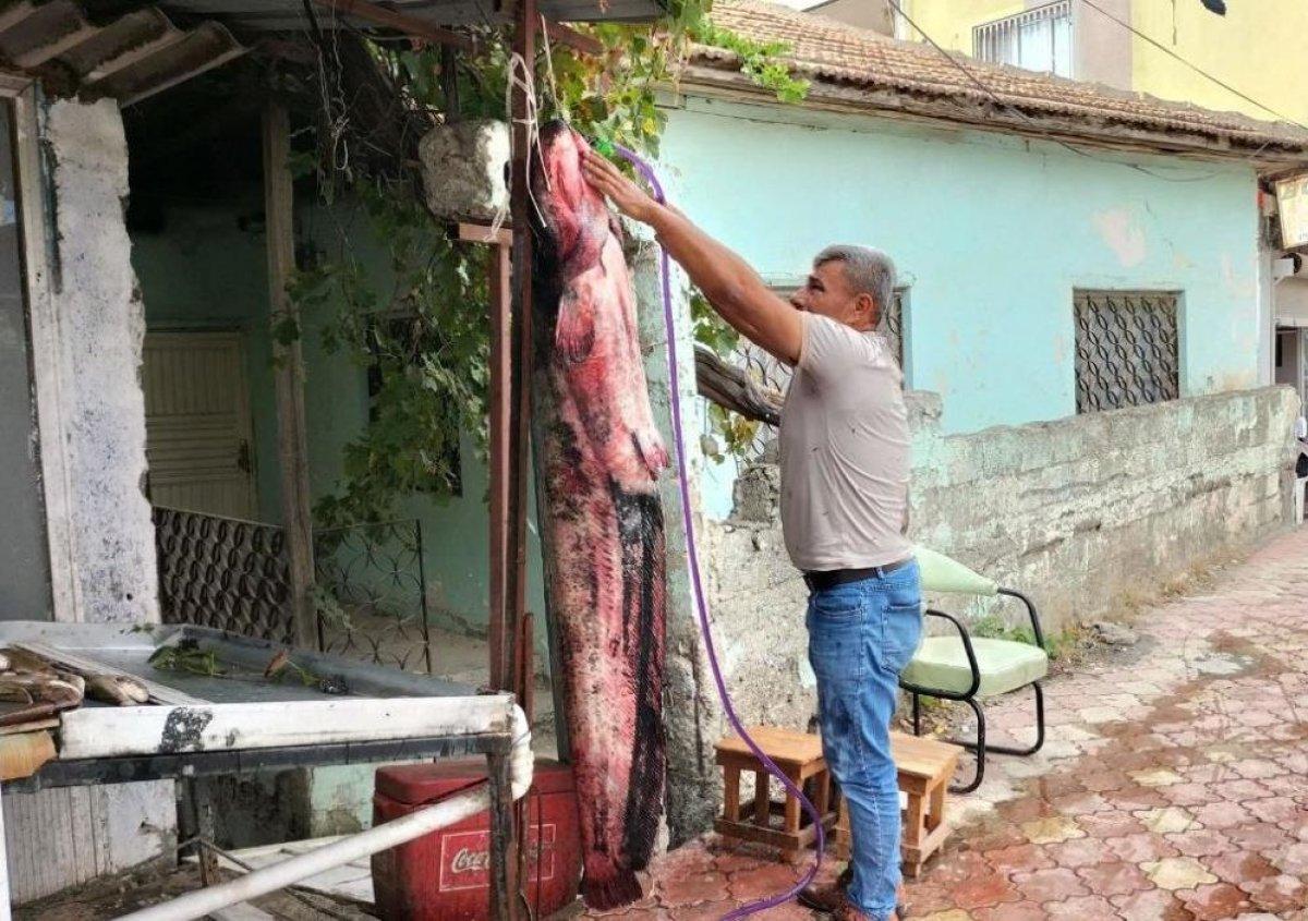 Osmaniye'de balıkçı ağına 75 kiloluk yayın balığı takıldı