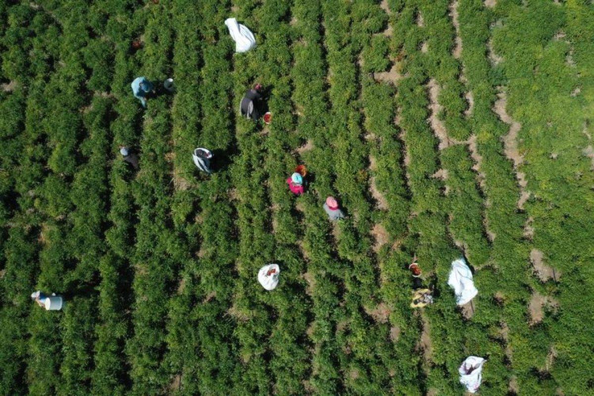 Gaziantep ve Kahramanmaraş arasında tescilli acı biber rekabeti