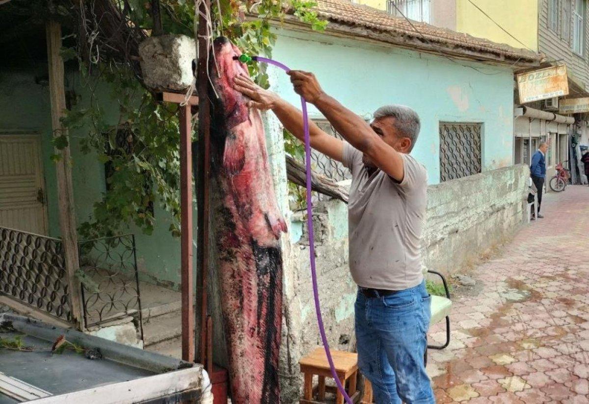 Osmaniye'de balıkçı ağına 75 kiloluk yayın balığı takıldı
