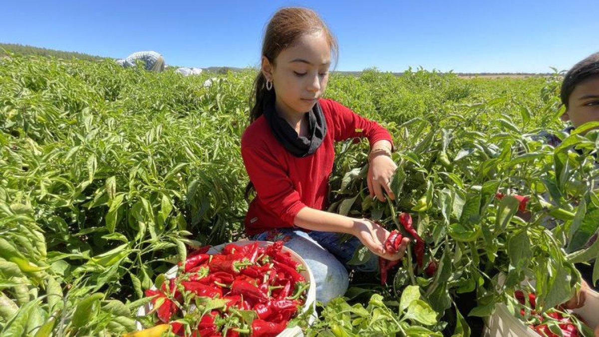 Gaziantep ve Kahramanmaraş arasında tescilli acı biber rekabeti