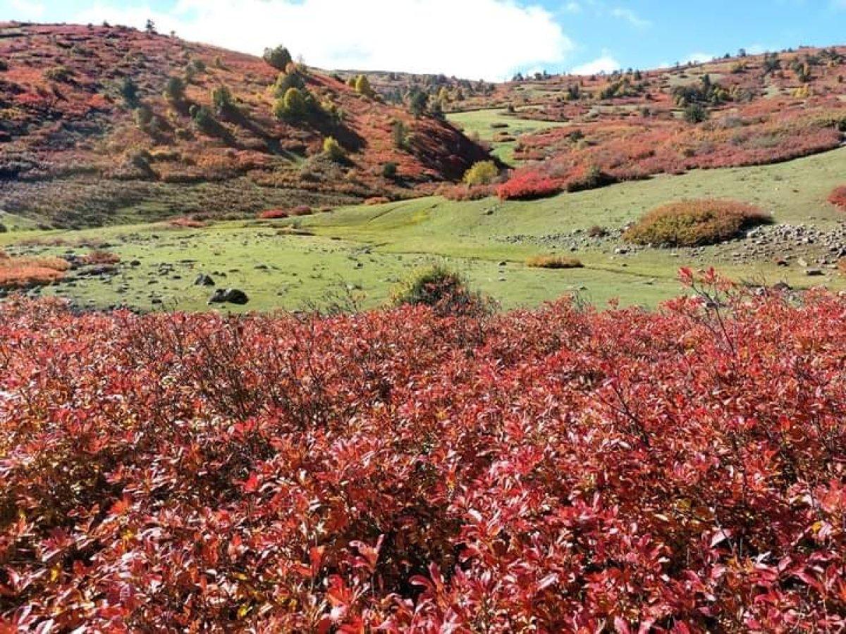 Ordu'nun yaylarında kartpostallık sonbahar manzarası