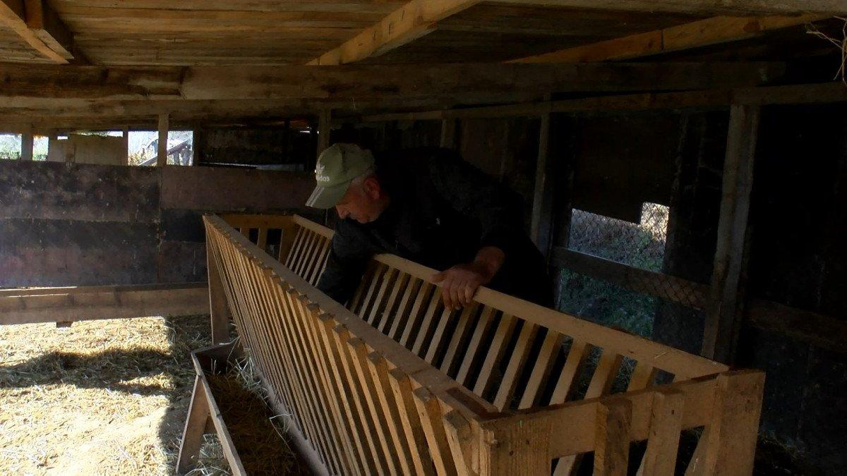 Arnavutköy’de kurtlar, 18 koyunu telef etti