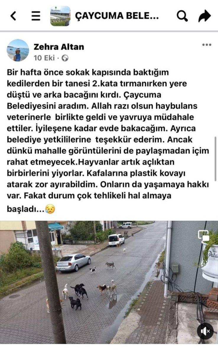 Zonguldak'ta köpek saldırısına uğrayan kadın: Çare bulunsun
