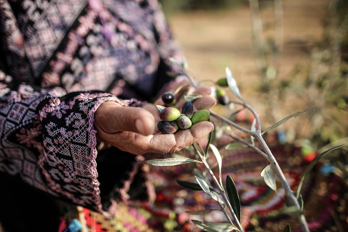 Filistinli kadın çiftçilerin işgal altındaki zorlu yaşamı
