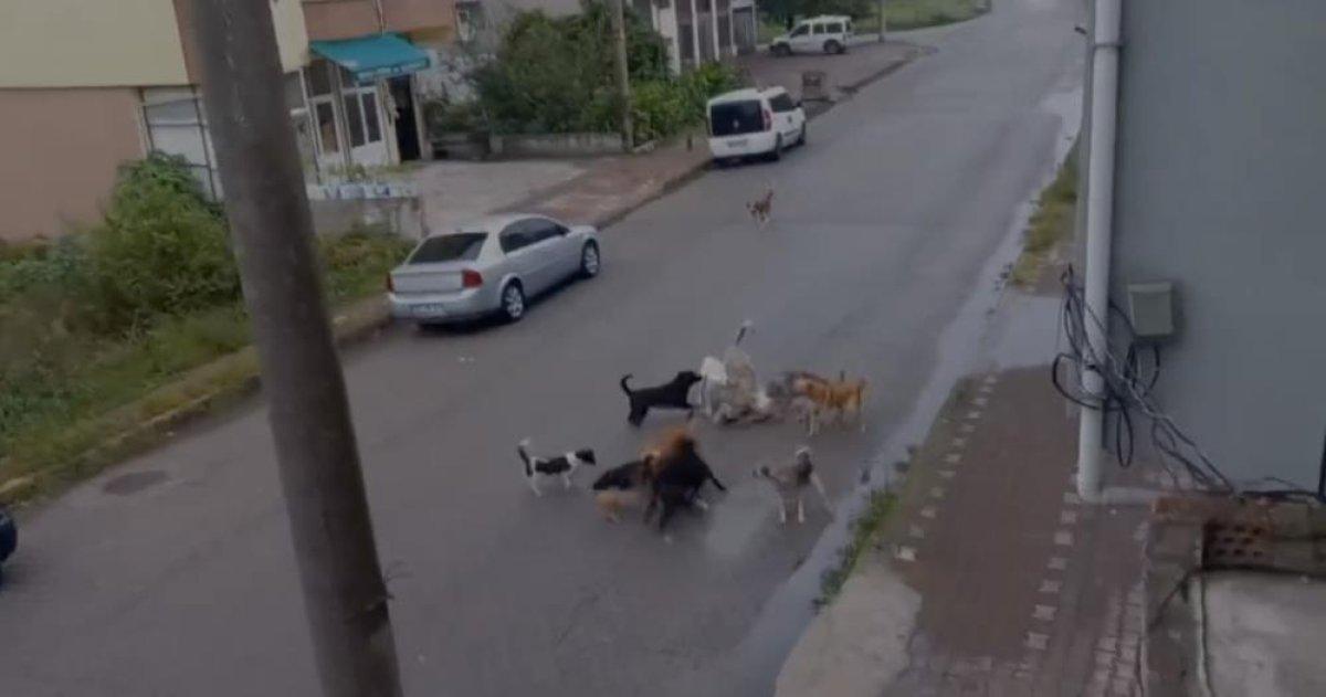 Zonguldak'ta köpek saldırısına uğrayan kadın: Çare bulunsun