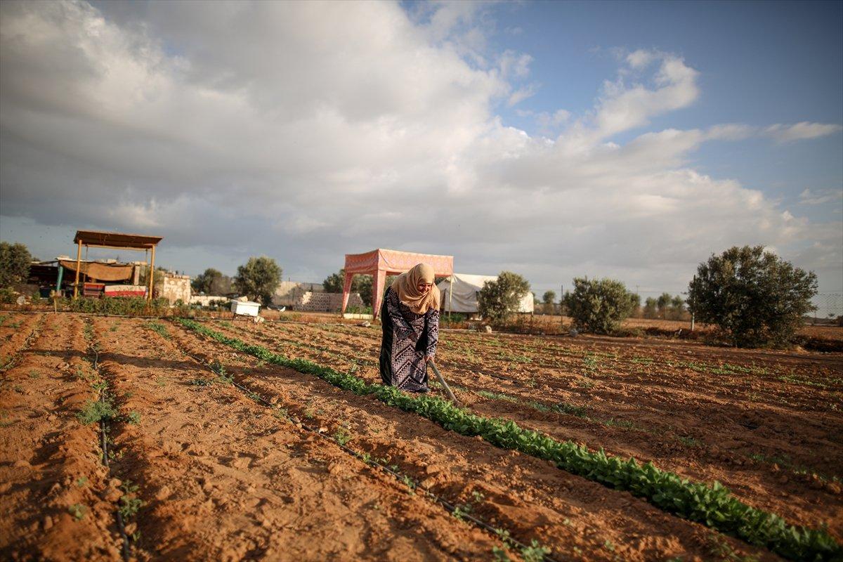 Filistinli kadın çiftçilerin işgal altındaki zorlu yaşamı