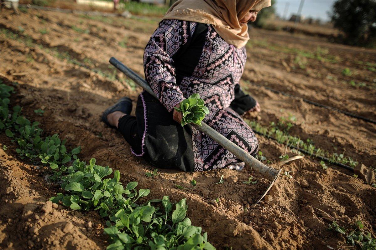 Filistinli kadın çiftçilerin işgal altındaki zorlu yaşamı