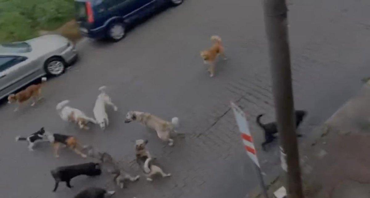 Zonguldak'ta köpek saldırısına uğrayan kadın: Çare bulunsun