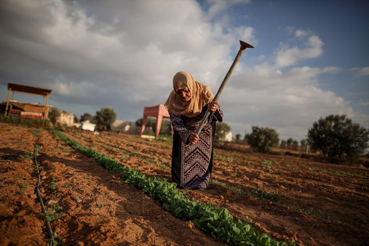 Filistinli kadın çiftçilerin işgal altındaki zorlu yaşamı