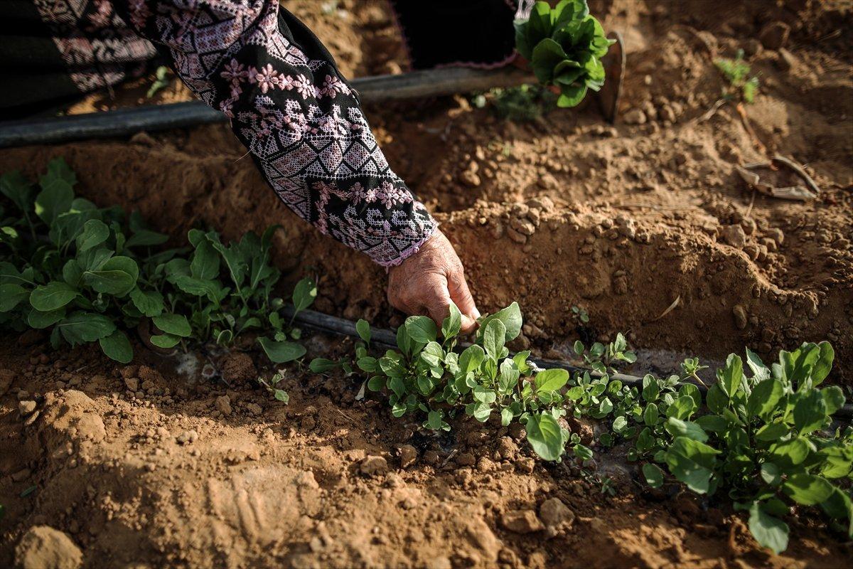 Filistinli kadın çiftçilerin işgal altındaki zorlu yaşamı
