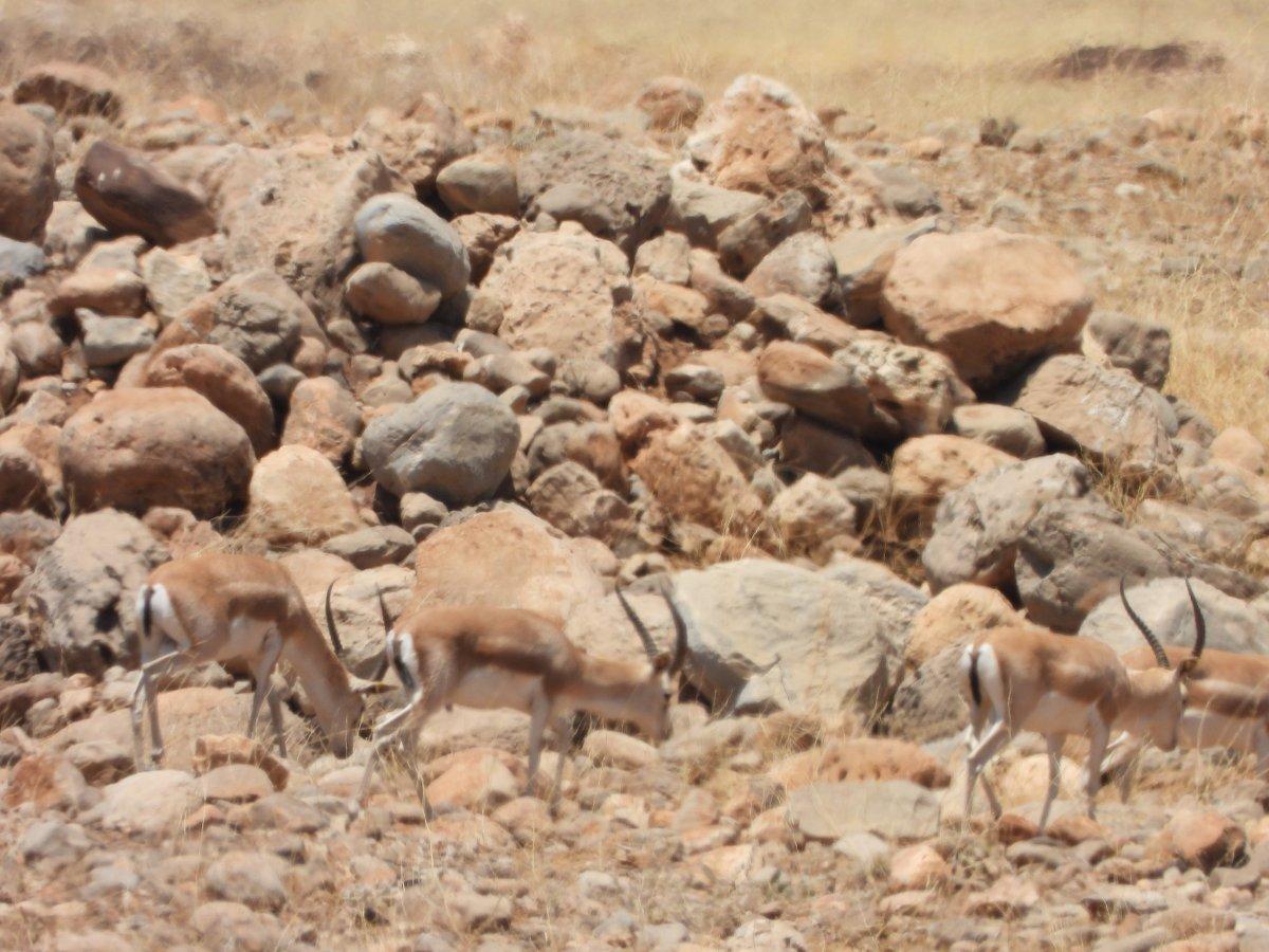 Şırnak'ta terörden temizlenen Cudi Dağı'nda ceylan sayısı artıyor