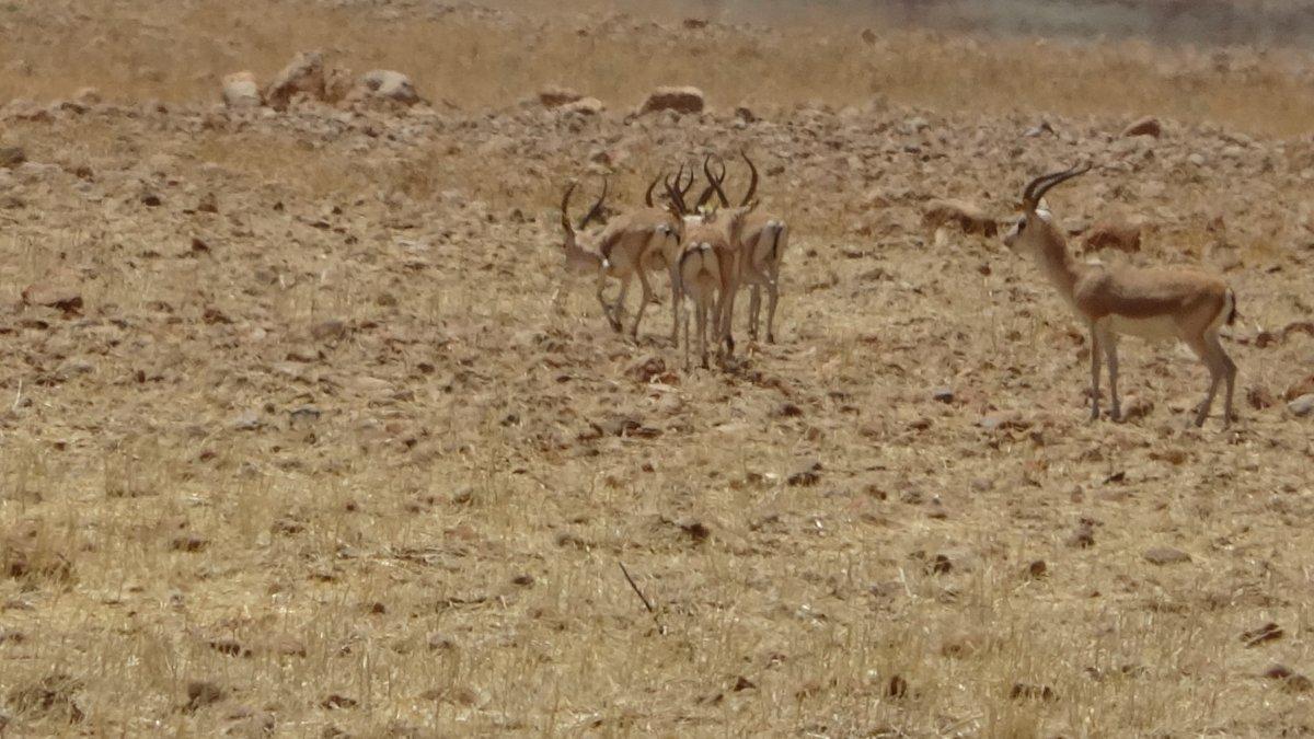 Şırnak'ta terörden temizlenen Cudi Dağı'nda ceylan sayısı artıyor