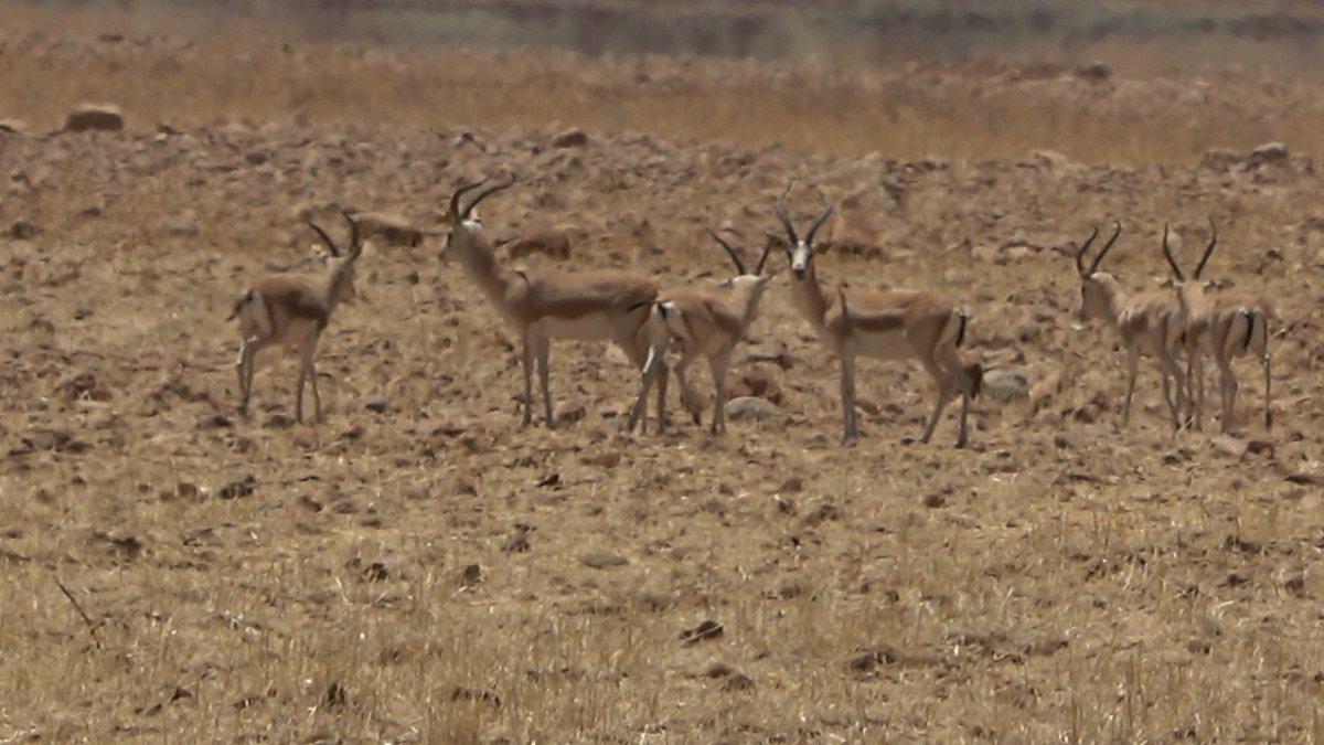 Şırnak'ta terörden temizlenen Cudi Dağı'nda ceylan sayısı artıyor