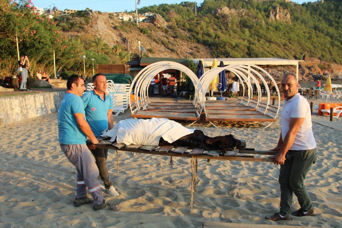 Antalya'da sahibiyle birlikte denize giren eşek boğuldu