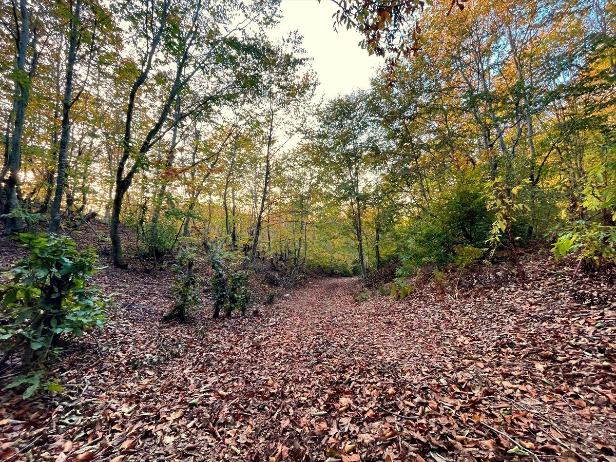 Osmaniye'nin Dumanlı Yaylası'nda eşsiz sonbahar manzarası