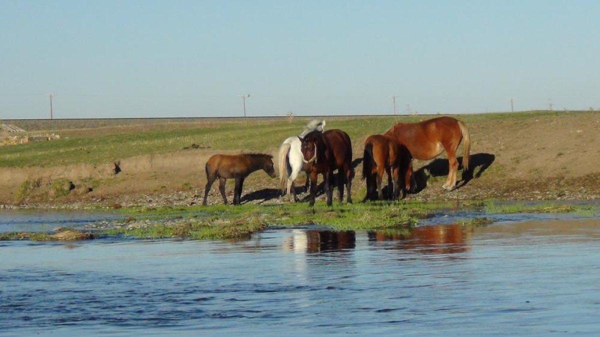 Kars’ta özgürlüğün tadını çıkaran yılkı atları doğal ortamında görüntülendi