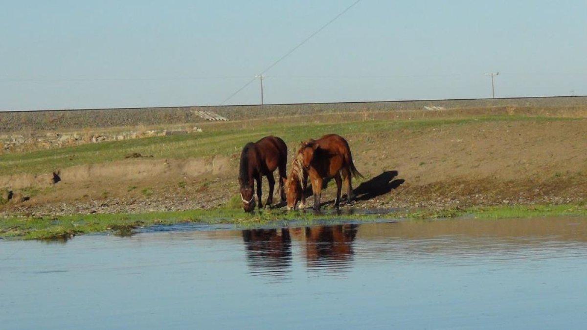 Kars’ta özgürlüğün tadını çıkaran yılkı atları doğal ortamında görüntülendi