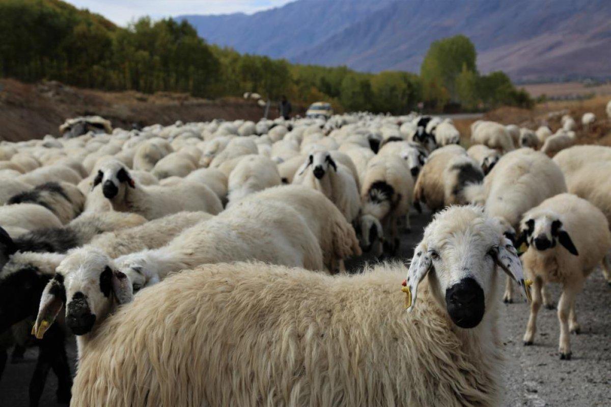 Tunceli'de besicilerin zorlu dönüş yolculuğu başladı