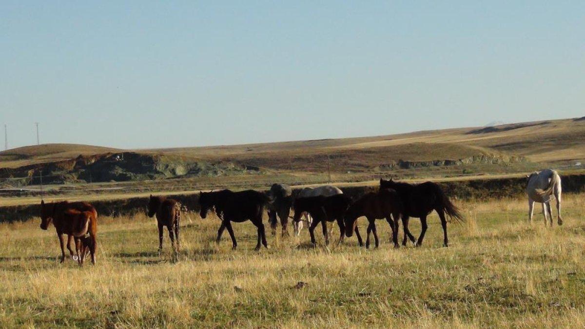 Kars’ta özgürlüğün tadını çıkaran yılkı atları doğal ortamında görüntülendi