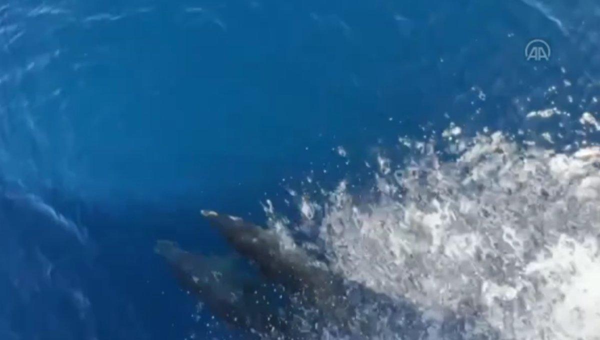 Alanya Kalesi açıklarında yunuslardan gösteri