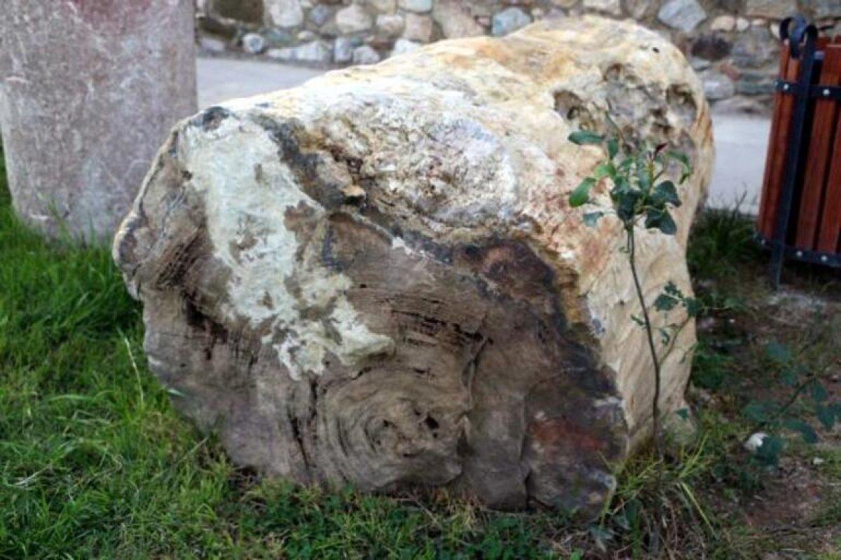 Tokat'ta bulunan 41,5 milyon yıllık ağaç fosilleri sergiye açılacak