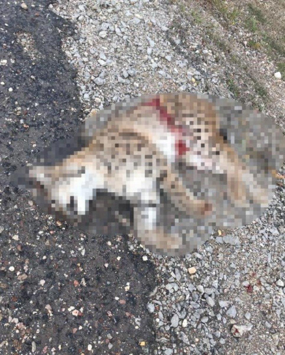 Kastamonu Daday'da 1 haftada 2 vaşak ölü bulundu