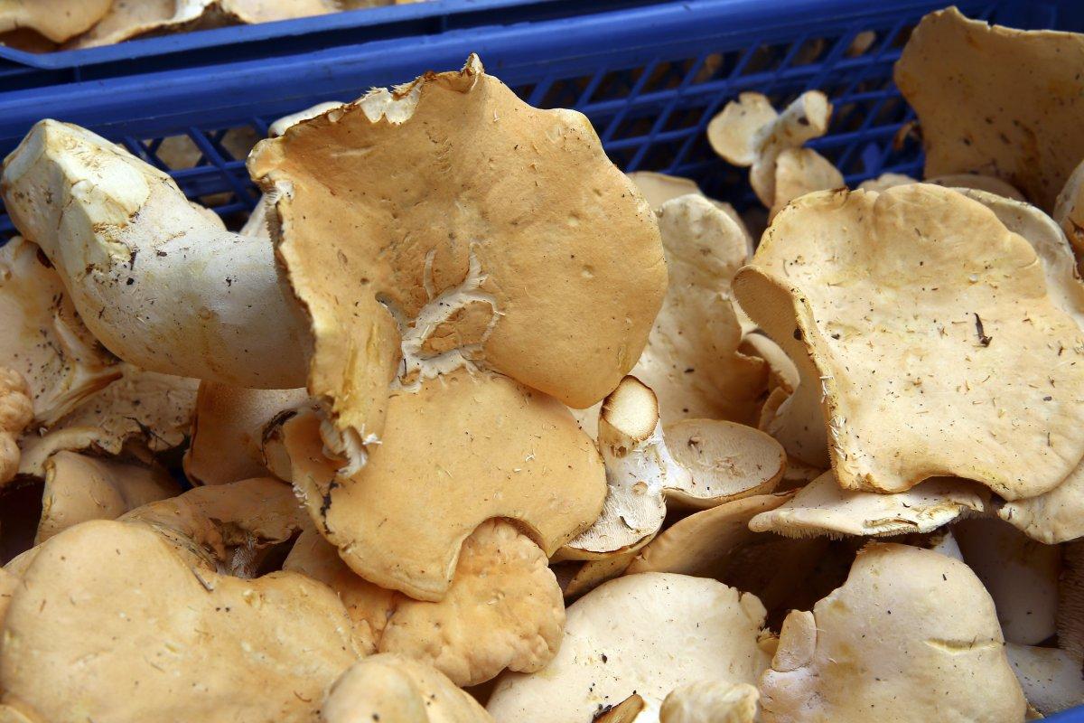 Bu mantar ciddi karaciğer hasarına neden oluyor!