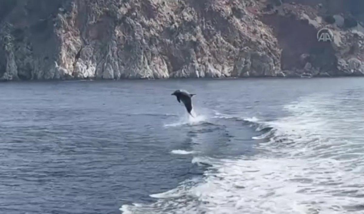 Alanya Kalesi açıklarında yunuslardan gösteri