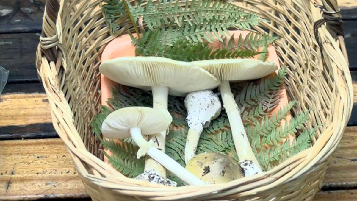 Bu mantar ciddi karaciğer hasarına neden oluyor!