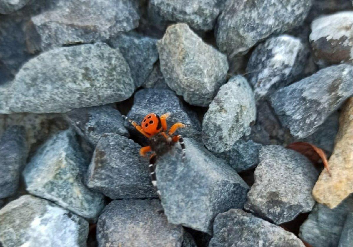 Elazığ'da zehirli uğur böceği görüldü