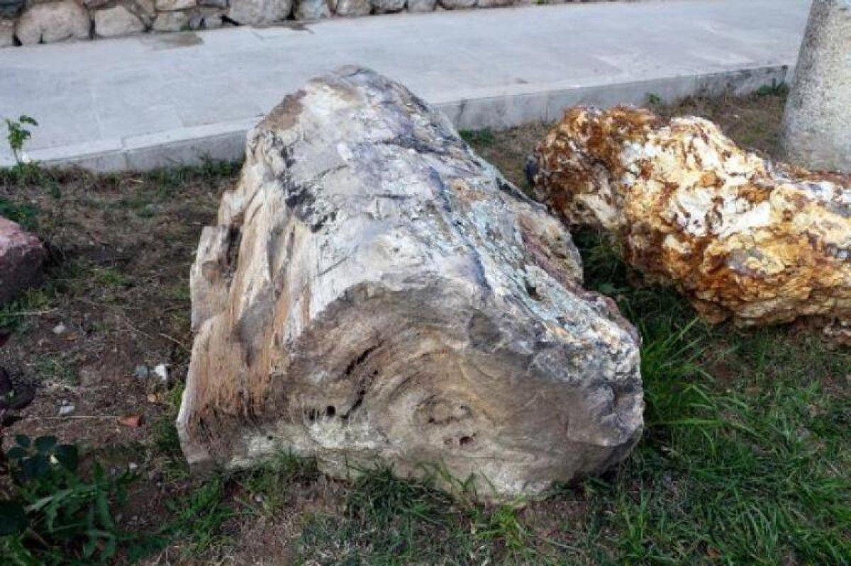 Tokat'ta bulunan 41,5 milyon yıllık ağaç fosilleri sergiye açılacak