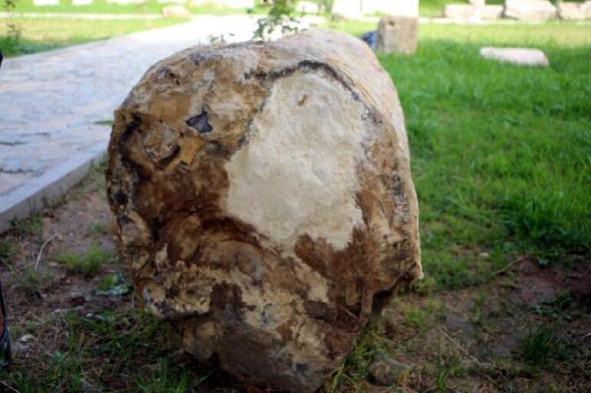 Tokat'ta bulunan 41,5 milyon yıllık ağaç fosilleri sergiye açılacak