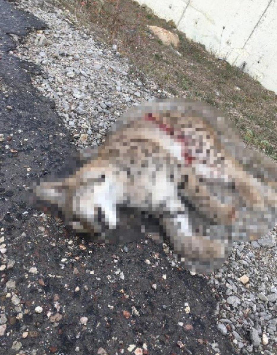 Kastamonu Daday'da 1 haftada 2 vaşak ölü bulundu