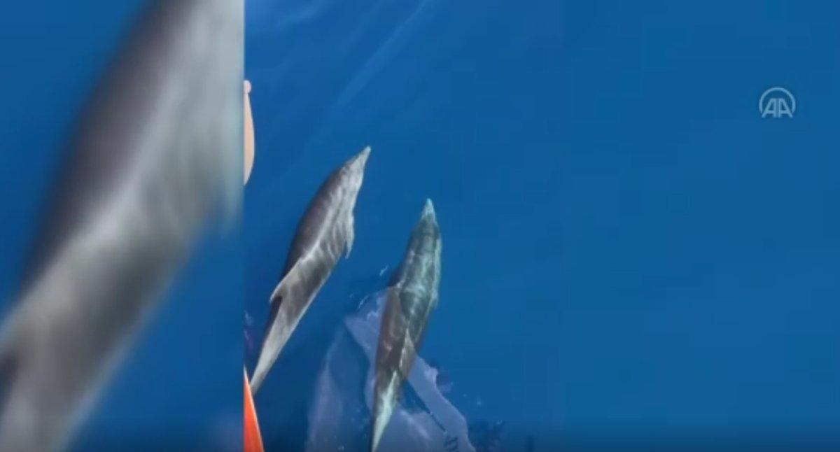 Alanya Kalesi açıklarında yunuslardan gösteri