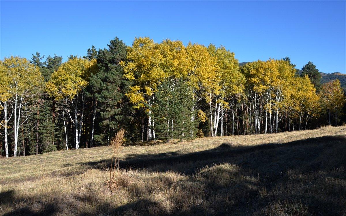 Sarıkamış ormanlarındaki sonbahar renkleri mest etti