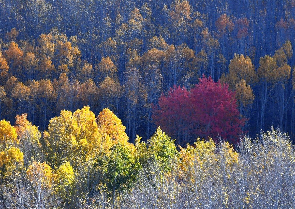 Sarıkamış ormanlarındaki sonbahar renkleri mest etti