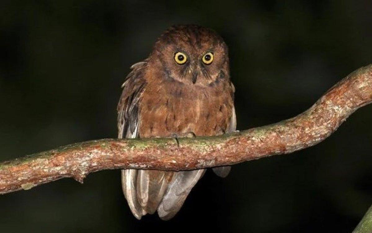 Afrika'da yeni bir baykuş türü keşfedildi