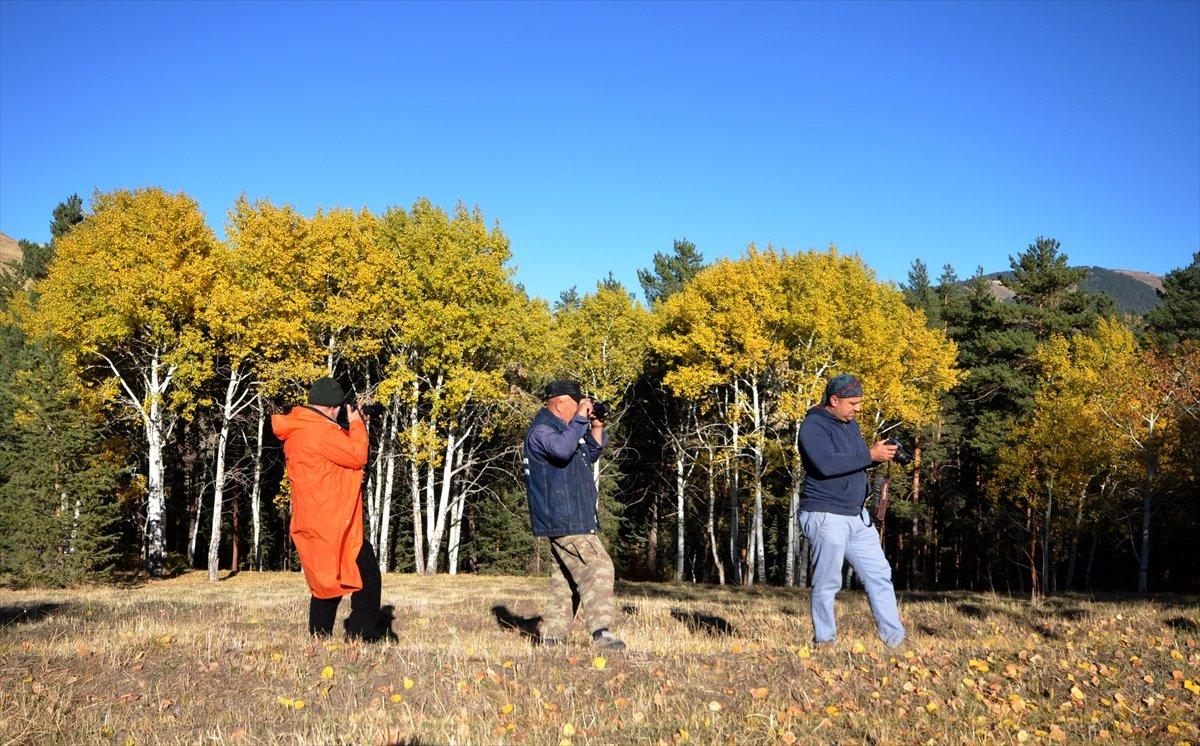 Sarıkamış ormanlarındaki sonbahar renkleri mest etti