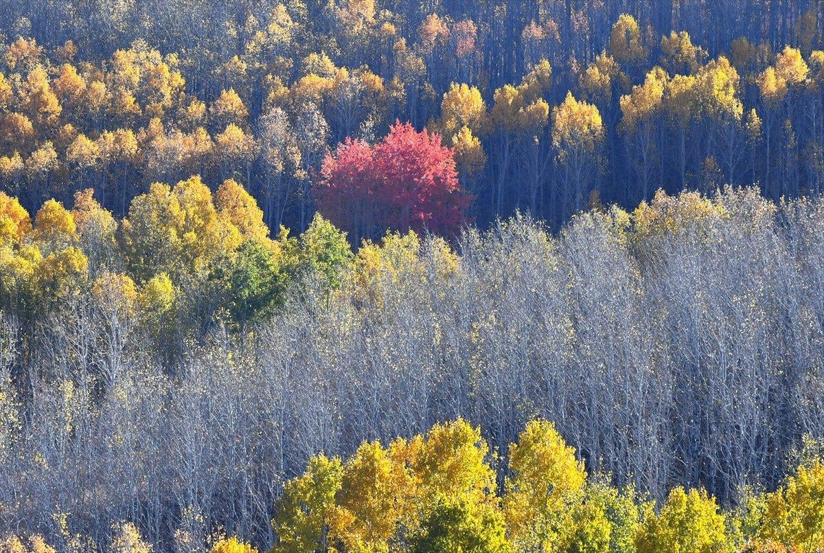 Sarıkamış ormanlarındaki sonbahar renkleri mest etti