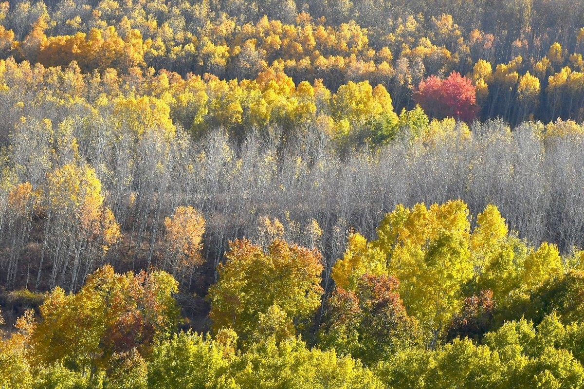 Sarıkamış ormanlarındaki sonbahar renkleri mest etti