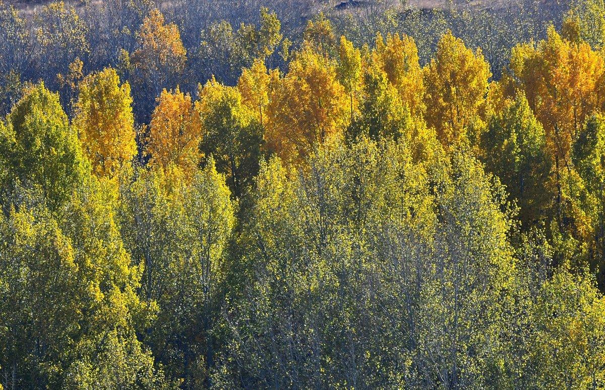 Sarıkamış ormanlarındaki sonbahar renkleri mest etti