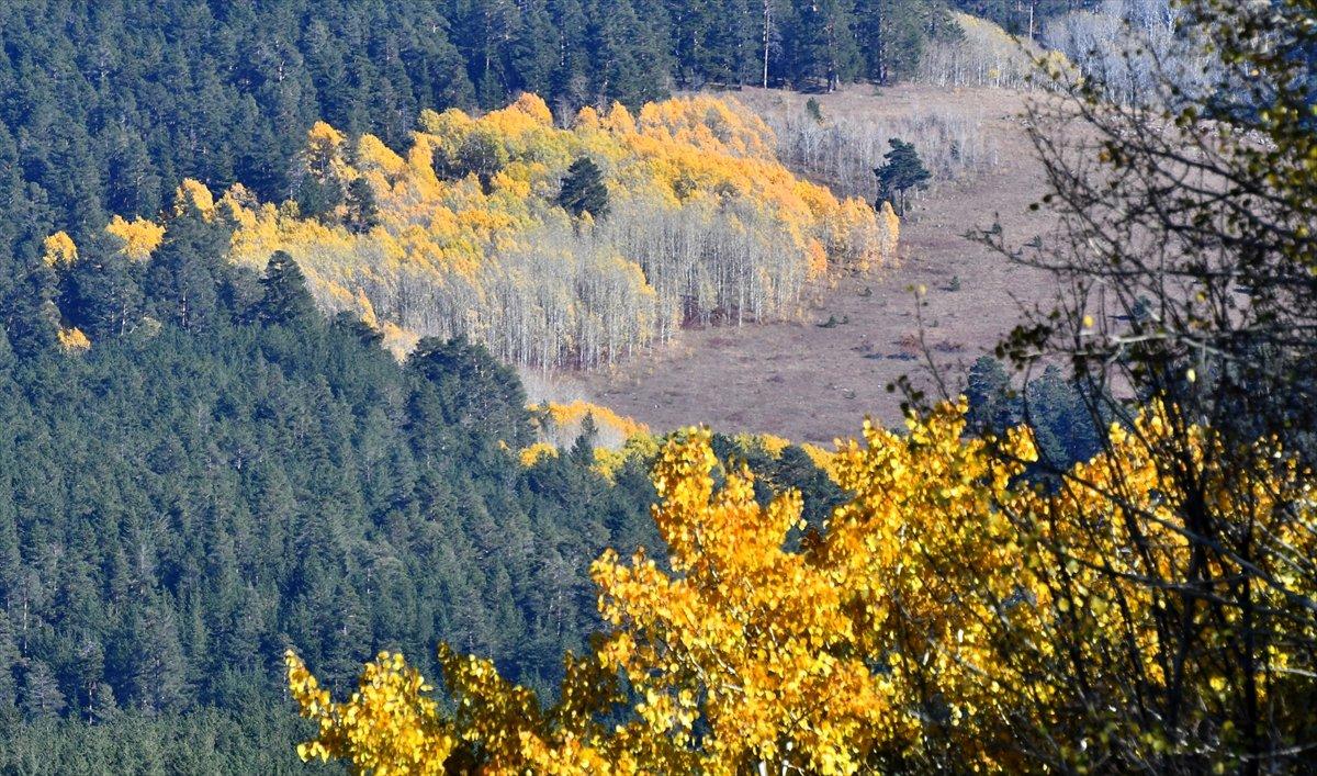 Sarıkamış ormanlarındaki sonbahar renkleri mest etti