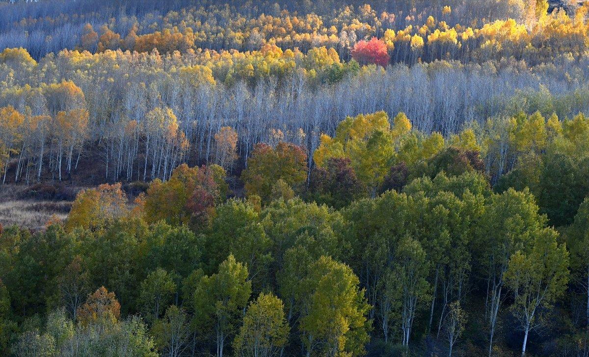 Sarıkamış ormanlarındaki sonbahar renkleri mest etti