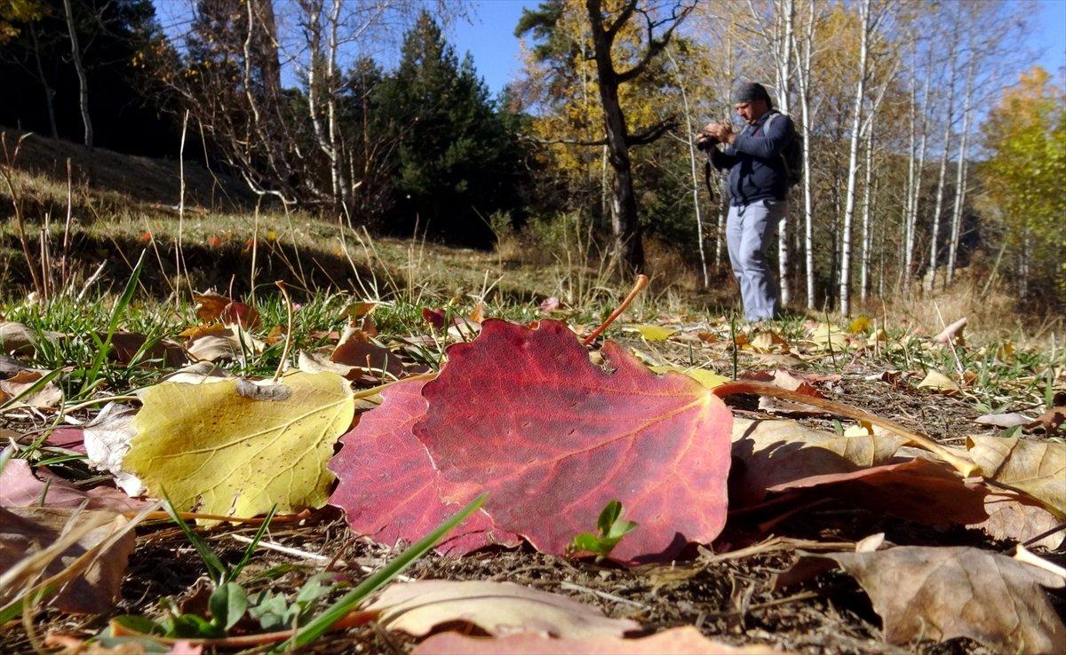Sarıkamış ormanlarındaki sonbahar renkleri mest etti